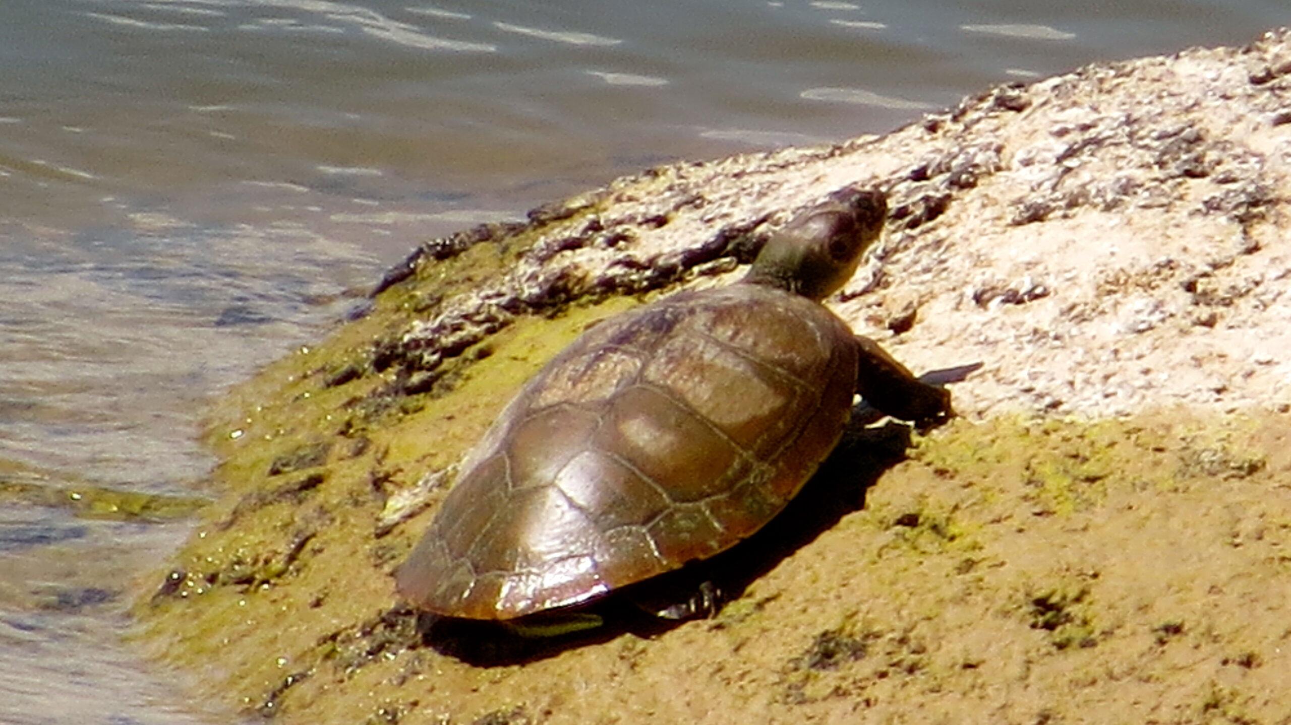 Monitoreo y conservación de tortuga Arrau (Podocnemis expansa) y Terecay (Podocnemis unifilis) en los ríos Tuparro y Tomo del PNN El Tuparro
